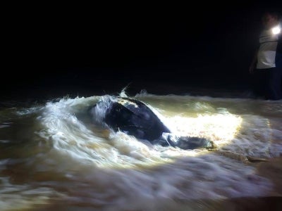 A leatherback turtle nested and laid 70 eggs at Kuala Abang Beach, marking the third recorded landing of the world's largest turtle species in Terengganu this month.
The 2.15-metre-long and 1.15-metre-wide mother turtle returned to the sea at about 5am, while its eggs were transferred to the hatchery at the Rantau Abang Turtle Conservation Centre for incubation. -Bernama PIX