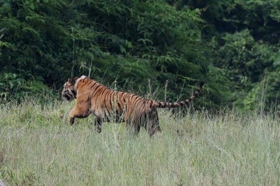 Malayan Tiger. –PHOTO FOR ILLUSTRATION PURPOSES ONLY
