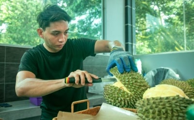 Orchard worker Ahmad Safwan Fathi Zainuddin said each variety had a different maturation period and time of falling, with Musang King and Udang Merah typically falling earlier than Black Thorn. - Photo by Bernama