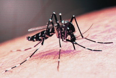 A case of Sindbis virus disease contracted in Germany has been confirmed in a person for the first time, German Press Agency (dpa) reported. Photo illustrated via Canva.