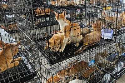 Fur removal machines, cat traps and measuring scales were among items confiscated. (Photo by Handout / Humane World for Animals Vietnam / AFP)