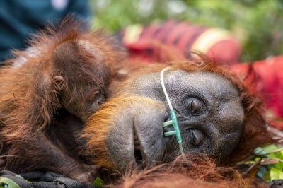 This handout image taken on September 18, 2026 and released on September 19 by Indonesia's Ministry of Forestry and International Animal Rescue Indonesia (YIARI) shows a mother orangutan and her baby being evacuated by joint team members from the West Kalimantan Natural Resources Conservation Agency (BKSDA) and YIARI after they were trapped by smoke from forest and land fires in a palm oil plantation area in Pelang village, Ketapang, West Kalimantan. The mother orangutan, estimated to be around 15 years old, and her one-to-two-month-old baby survived in a narrow 400-square-meter area surrounded by oil palm trees and partially scorched land. Indonesia has struggled for weeks to contain fires that have scorched large tracts of Borneo and Sumatra, with the smoke drifting across the region. (Photo by Handout / Yayasan Inisiasi Alam Rehabilitasi Indonesia (YIARI) / AFP)