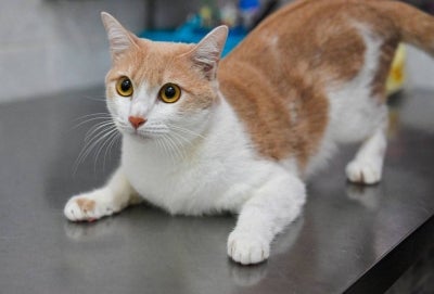 The proposed tax relief for pet vaccinations and adoption from registered shelters under Budget 2027 could promote responsible pet ownership while strengthening efforts to prevent zoonotic diseases and manage stray animal populations. - Photo by Bernama