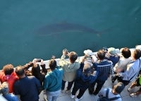 Visitors look at a 3.5-metre shark during a rescue operation to guide the shark back to the sea after it became trapped in an artificial waterway in the southeastern port city of Busan. South Korean authorities began a new attempt on Oct 21 to coax a shark-turned-viral sensation back to sea, with falling temperatures in the Busan canal where it is stranded raising concerns for its survival. -AFP Photo