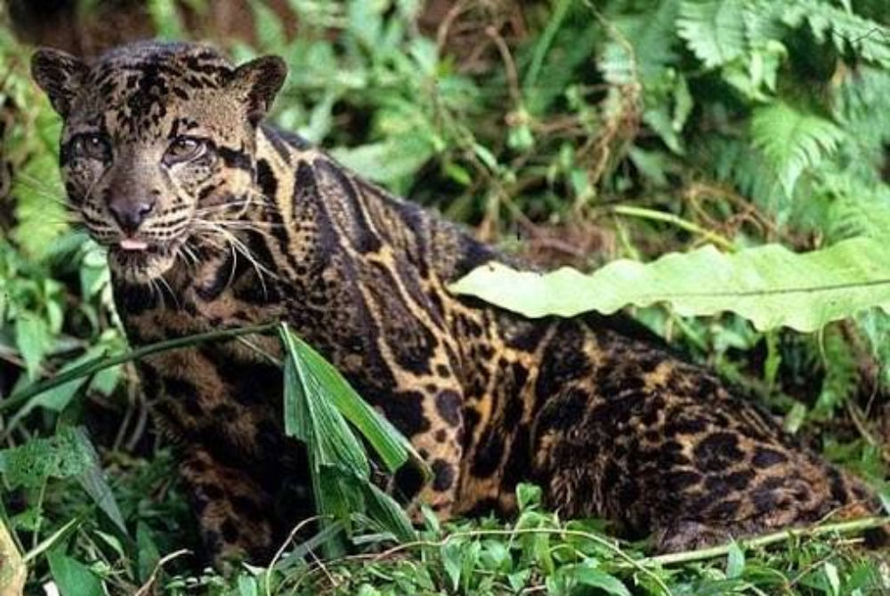 Camera trap surveys conducted in SD Guthrie’s plantation landscape in Sabah have recorded several threatened wildlife species, highlighting the critical role connected habitats within production landscapes can play in biodiversity conservation. - Photo: WWF