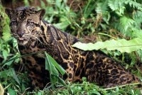Camera trap surveys conducted in SD Guthrie’s plantation landscape in Sabah have recorded several threatened wildlife species, highlighting the critical role connected habitats within production landscapes can play in biodiversity conservation. - Photo: WWF