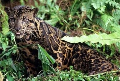 Camera trap surveys conducted in SD Guthrie’s plantation landscape in Sabah have recorded several threatened wildlife species, highlighting the critical role connected habitats within production landscapes can play in biodiversity conservation. - Photo: WWF