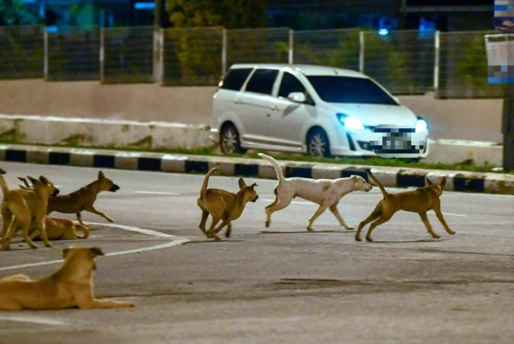 A total of 80,412 stray dogs were caught by local authorities nationwide through 24,195 operations last year. Photo for illustrative only
