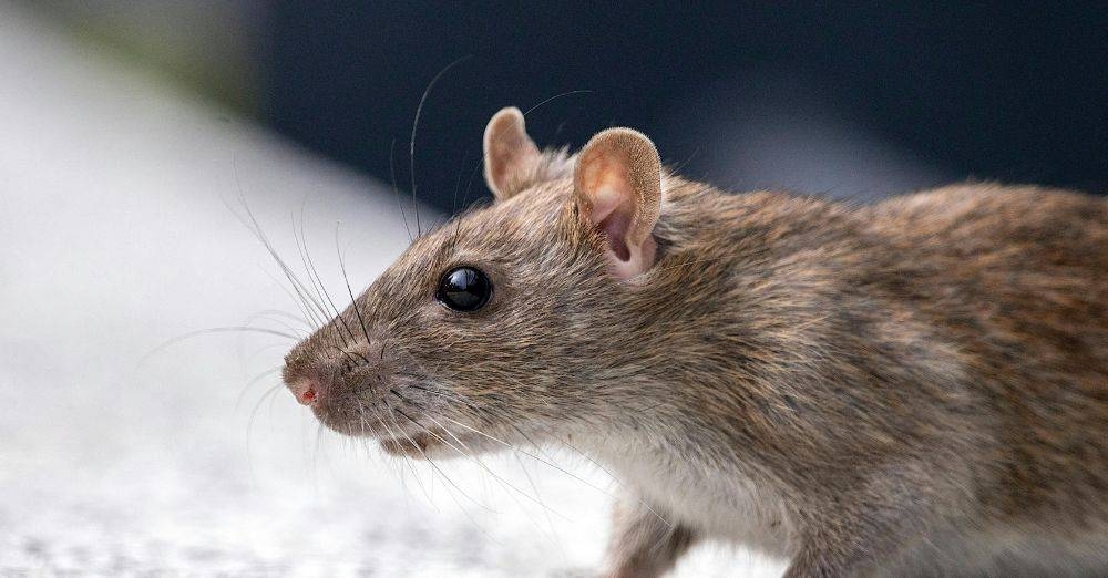 Sekadar gambar hiasan