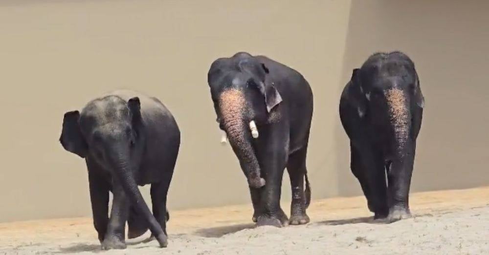 Tangkap layar video DAK yang dirakam pengunjung zoo berkenaan baru-baru ini