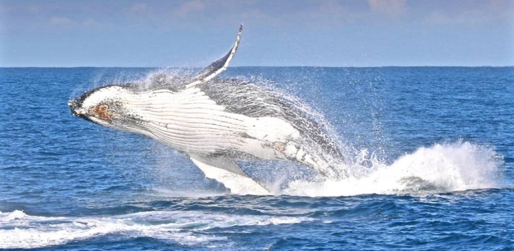 Selain paus, pengunjung juga berpeluang melihat lumba-lumba, koloni anjing laut serta burung albatross yang megah di Phillip Island.