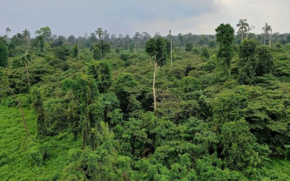 Menteri Besar Selangor, Amirudin Shari pada Rabu mengumumkan bahagian Hutan Simpan Kuala Langat Utara yang sudah dinyahwarta akan diwartakan semula.
FOTO: Greenpeace Malaysia