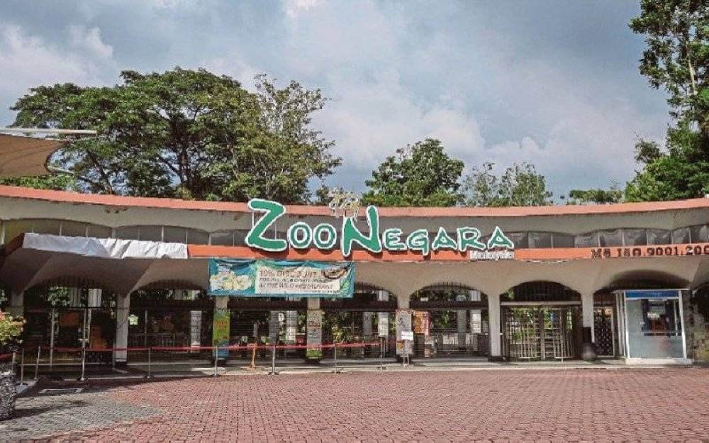Zoo Negara masih setia menanti pengunjung. Boleh kita bayangkan bagaimana hibanya apabila dua tahun kebelakangan ini pengunjungnya kian ‘hilang’ berpunca daripada PKP yang disebabkan oleh pandemik Covid-19.
