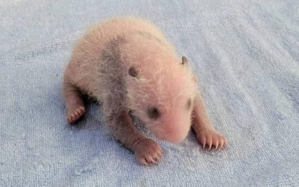 Foto eksklusif anak ketiga Liang Liang dan Xing Xing yang dilahirkan pada 31 Mei lalu.