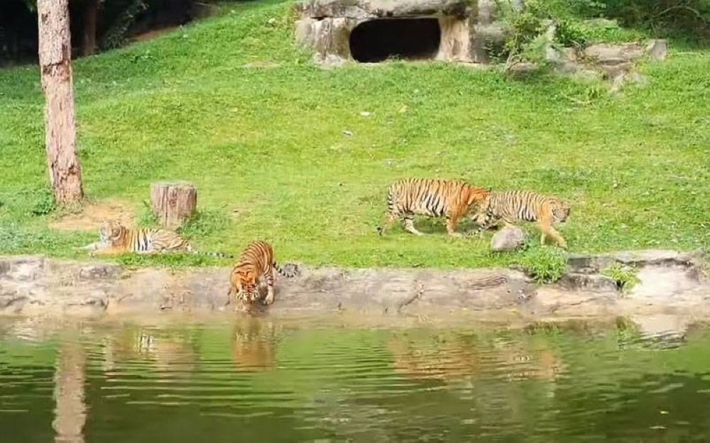 Baby bersama tiga ekor anaknya Puntum, Teja dan Bayu yang dilahirkan sewaktu PKP April tahun lalu.