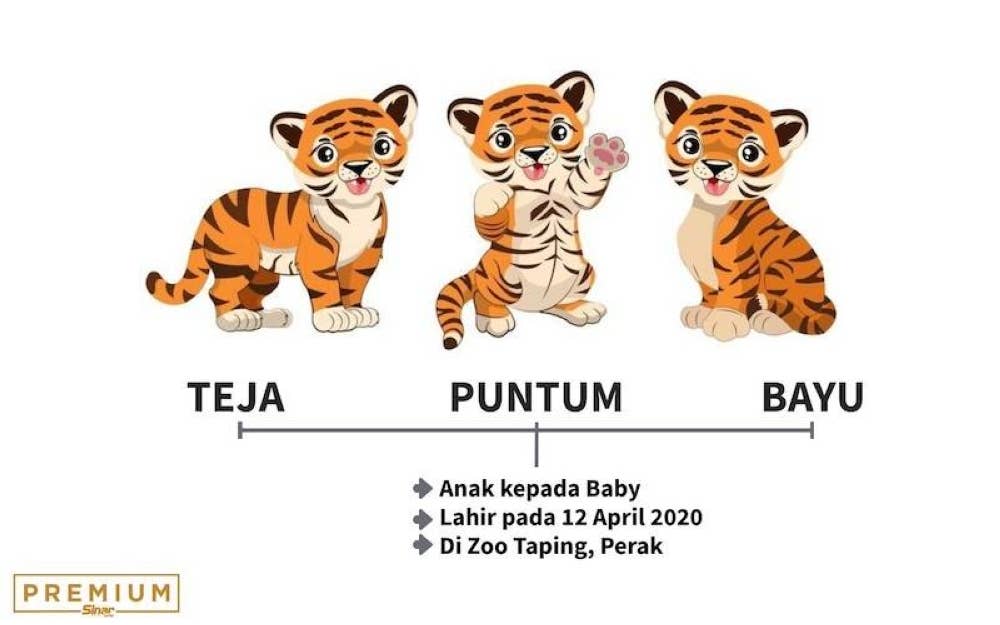 Teja, Puntum dan Bayu dilahirkan oleh seekor Harimau Belang Malaya berusia 11 tahun bernama Baby. 