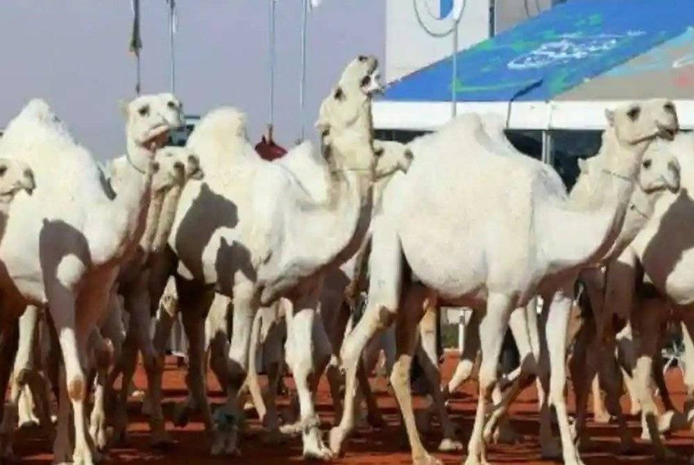Unta dihargai di Arab Saudi sebagai satu simbol kehidupan tradisional di negara berkenaan. - Foto AFP