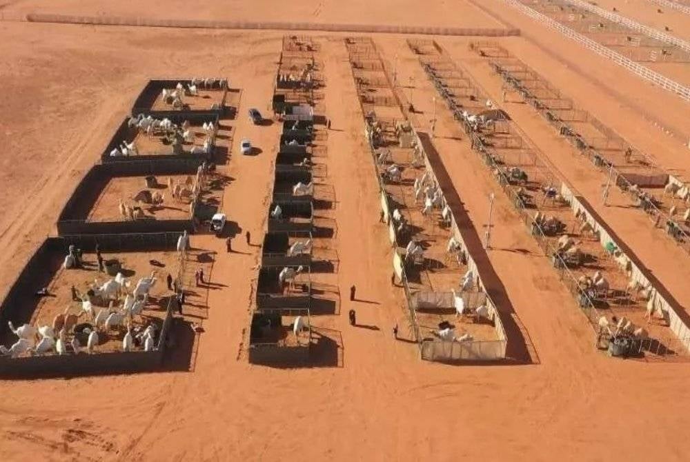 'Hotel' unta yang terdapat di sebuah gurun terbuka berhampiran Riyadh, Arab Saudi. - Foto AFP