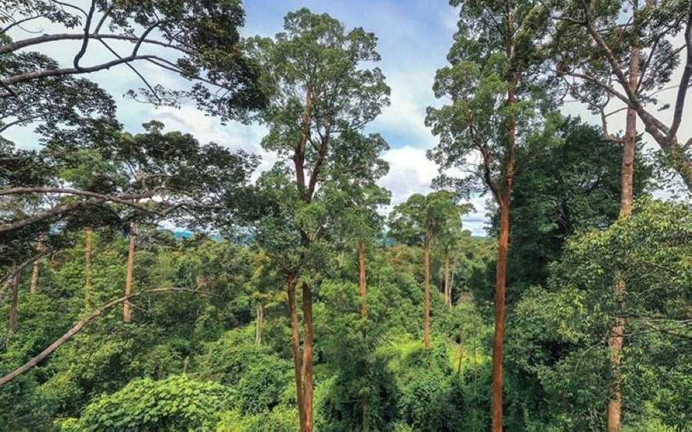 Menurut Shariffa Sabrina, hutan dalam negara mencatatkan kurang daripada 18 peratus saki baki yang tinggal termasuk di Semenanjung, Sabah dan Sarawak.