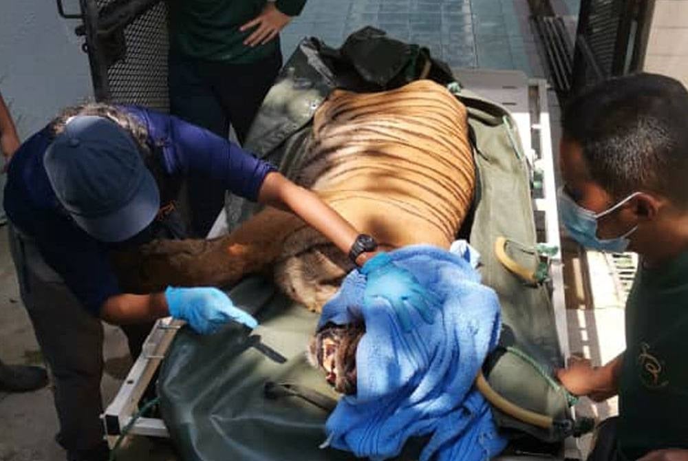 Harimau Malaya sedang diberikan rawatan.