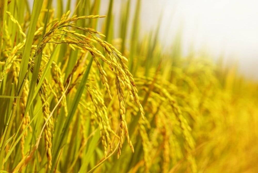 Masalah krisis makanan bukanlah perkara baharu, cuma hari ini keadaannya nampak lebih merunsingkan berbanding 14 tahun lalu.