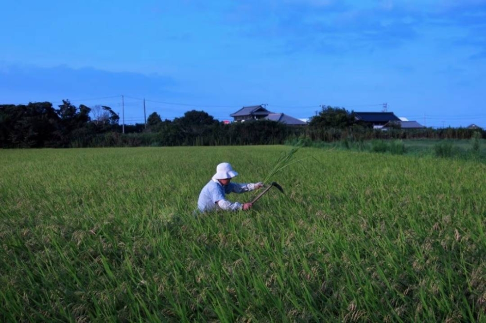 Pengeluaran kawasan padi kian merosot di Jepun sejak bertahun-tahun lalu. - Foto AFP
