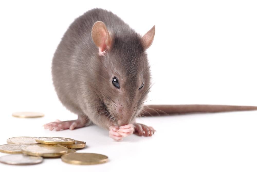 Tikus tak mungkin pupus namun dapat dikurangkan jika semua isi rumah menjaga kebersihan. - Foto 123RF