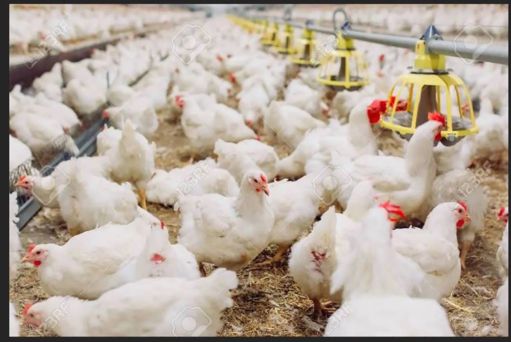 Larangan eksport sewajarnya ditarik balik dan diganti dengan satu dasar lebih komprehensif. Foto hiasan.