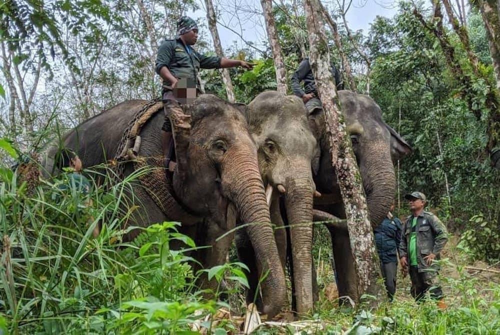Gajah dibunuh kerana gading
