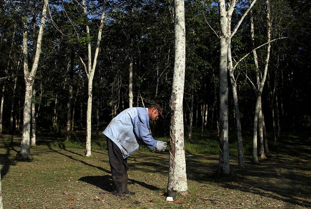 Penoreh getah berdepan situasi sukar kerana terhimpit dengan kadar harga getah yang rendah di samping turut berdepan dengan keadaan cuaca tidak menentu. - Gambar hiasan