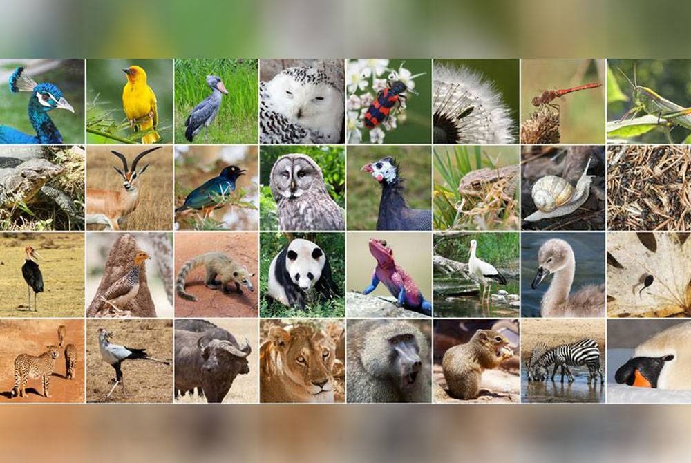 Lebih satu daripada 10 spesies haiwan dan tumbuhan dijangka pupus pada 2100.