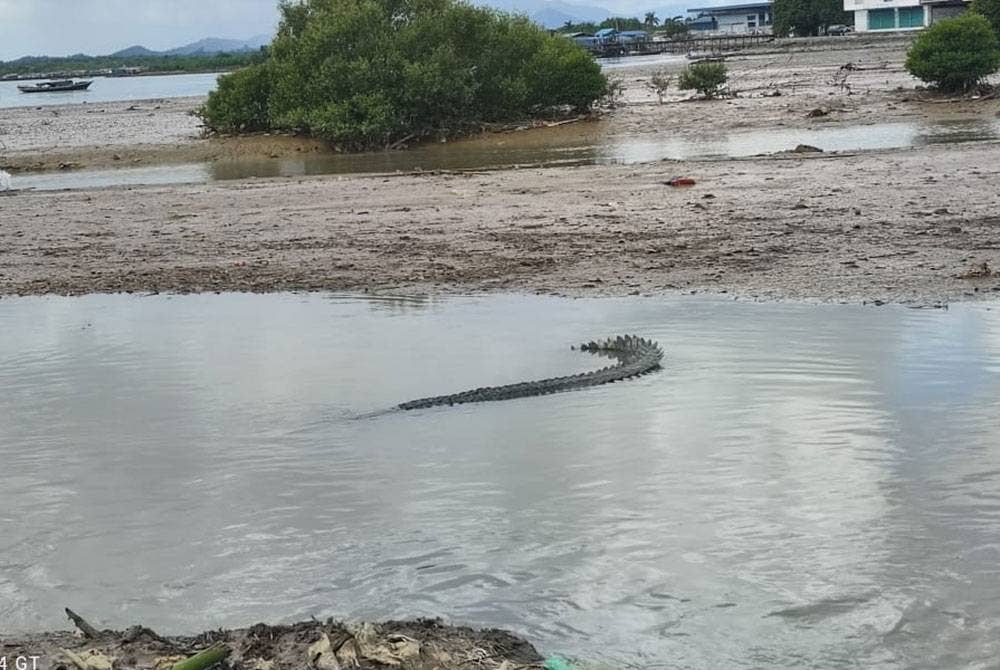 Buaya yang terdapat di sungai atau perairan Lahad Datu.