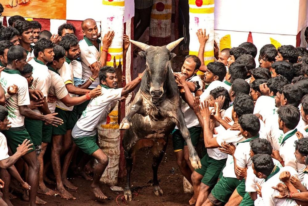 Jallikattu, sukan tradisi kuno Tamil Nadu