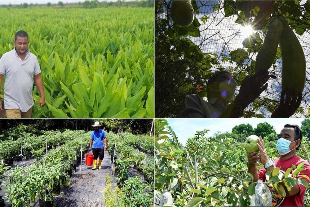 Sektor pertanian wajar diberi perhatian khusus agar produktiviti pengeluaran makanan dalam negara ditingkatkan.