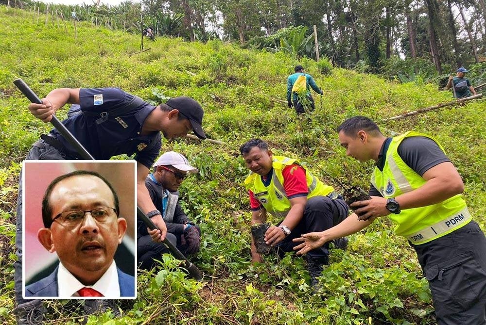 Aktiviti penanaman semula dilakukan di kawasan Hutan Simpan Bukit Tinggi yang diceroboh untuk aktiviti pertanian. (Gambar dalam : Mohd Hizamri Mohd Yasin)