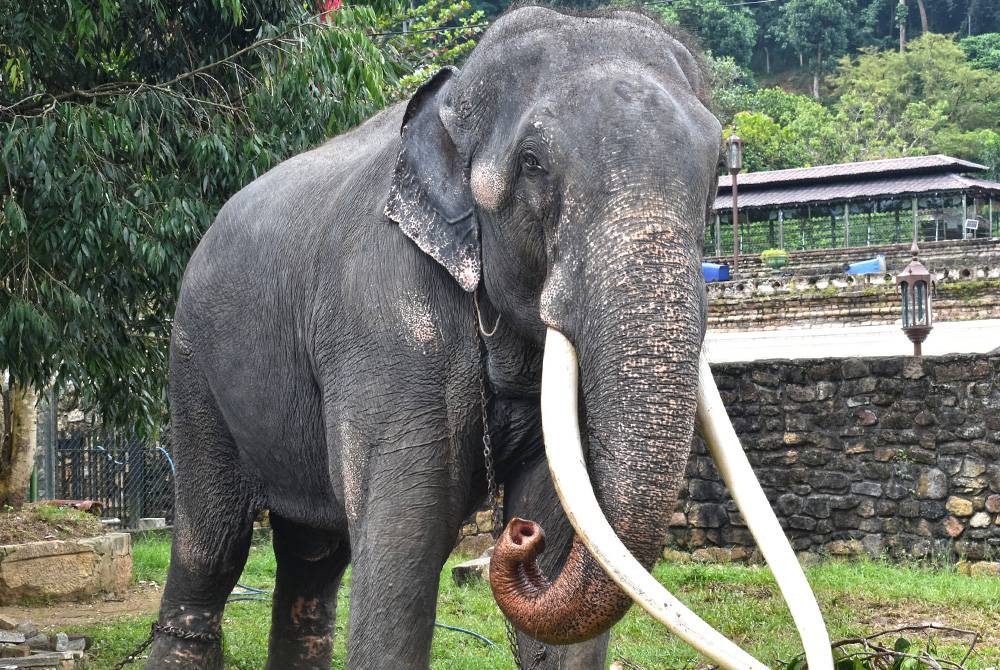 Petisyen dilancarkan RARE di Change.org untuk repatriasi Sak Surin telah mendapat hampir 3,000 tandatangan.