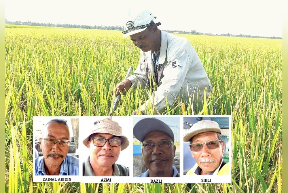 Zulkifli menggunakan sabit bagi membuang padi angin yang menyerang tanamannya di Sungai Sireh, Sekinchan. - Gambar kecil: Zainal Abidin (kiri), Azmi, Bazli dan Sabli.