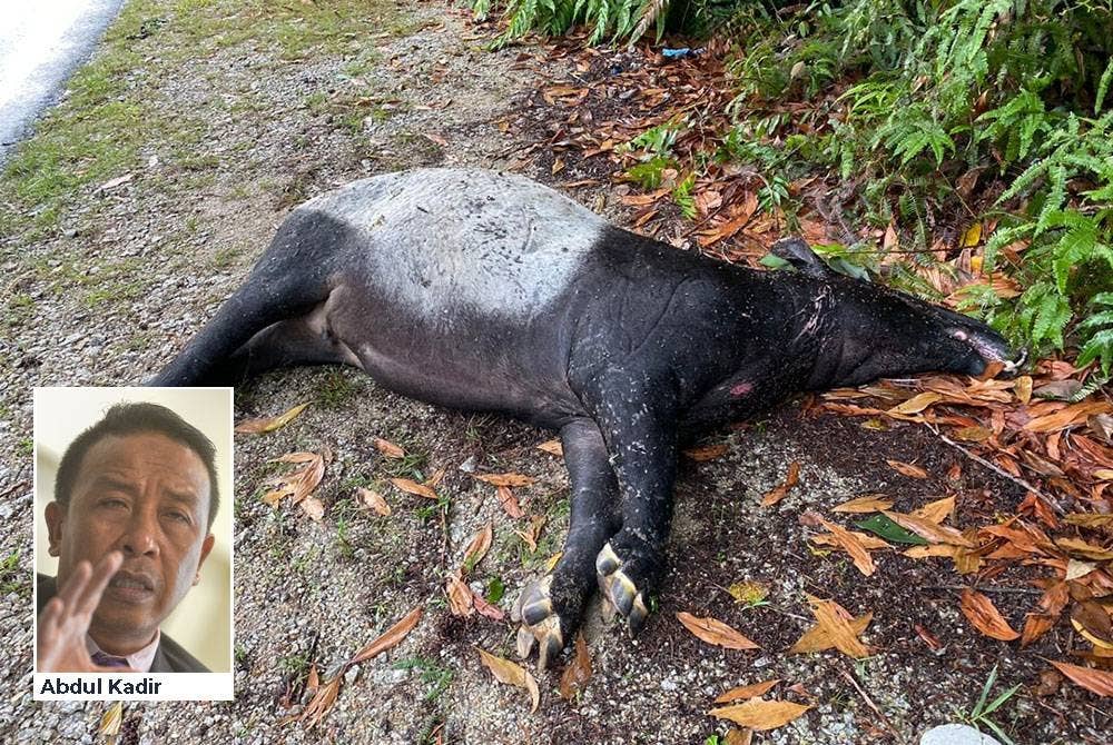Roadkill antara faktor pengurangan populasi tapir Malaya. Gambar kecil: Abdul Kadir