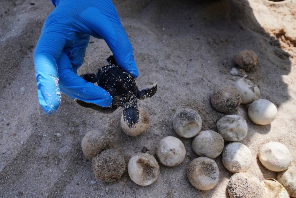 Seekor anak penyu dikeluarkan bersama cengkerang ketika proses pembersihan sarang.