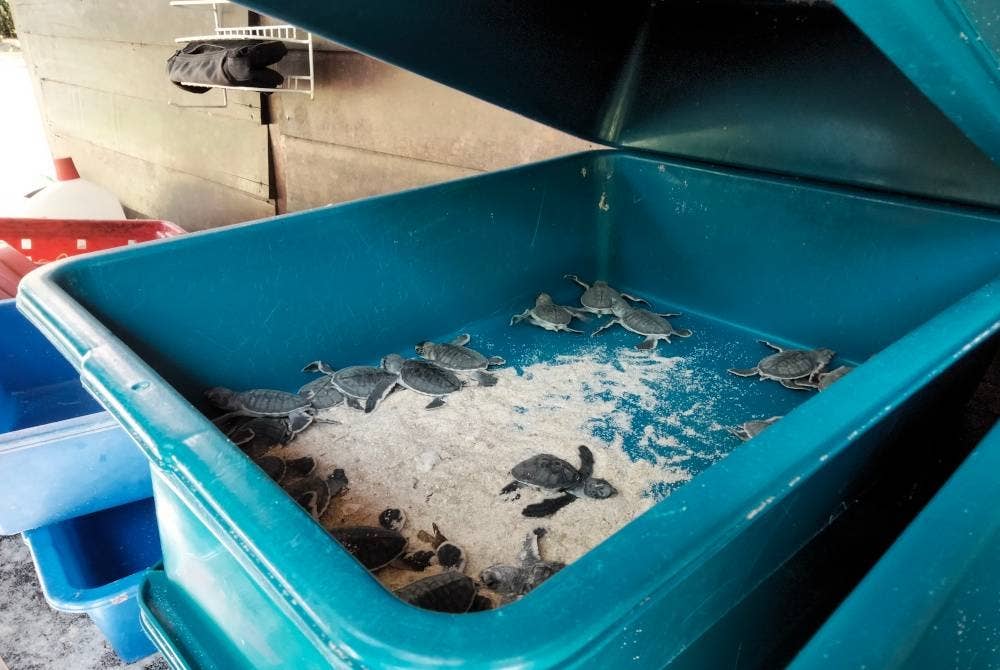 Sebahagian anak penyu yang akan dilepaskan.