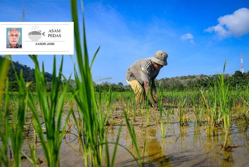Kenaikan Skim Subsidi Harga Padi dijangka menambah pendapatan golongan pesawah kepada RM1,700 satu tan. - Gambar hiasan