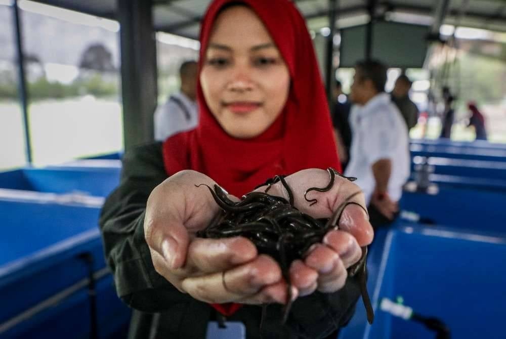 Pelajar Politeknik Tuanku Syed Sirajuddin (PTSS), Nur Eddya Nafisa Edy Suriyadi, 19, menunjukkan anak belut yang diternak menerusi Projek Penternakan Belut Komersial di bawah Geran Sejahtera Komuniti MADANI (Sejati MADANI) di Politeknik Tuanku Syed Sirajuddin (PTSS), Arau.
Projek bernilai RM500,000 hasil kerjasama PTSS, Unit Penyelarasan Pelaksanaan, Jabatan Perdana Menteri (ICU JPM), Jabatan Perikanan dan Majlis Perwakilan Komuniti Kampung (MPKK) itu dijangka memperkukuh pembangunan ekonomi lima komuniti.