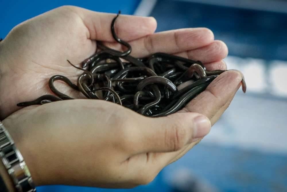 Antara anak belut yang diternak menerusi Projek Penternakan Belut Komersial di bawah Geran Sejahtera Komuniti MADANI (Sejati MADANI) di Politeknik Tuanku Syed Sirajuddin (PTSS), Arau.
Projek bernilai RM500,000 hasil kerjasama Politeknik Tuanku Syed Sirajuddin (PTSS), Unit Penyelarasan Pelaksanaan, Jabatan Perdana Menteri (ICU JPM), Jabatan Perikanan dan Majlis Perwakilan Komuniti Kampung (MPKK) itu dijangka memperkukuh pembangunan ekonomi lima komuniti.