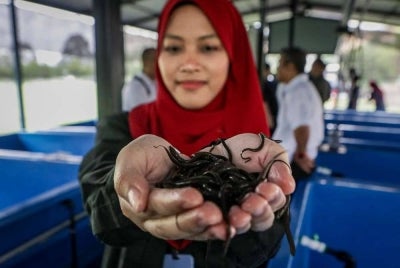 Pelajar Politeknik Tuanku Syed Sirajuddin (PTSS), Nur Eddya Nafisa Edy Suriyadi, 19, menunjukkan anak belut yang diternak menerusi Projek Penternakan Belut Komersial di bawah Geran Sejahtera Komuniti MADANI (Sejati MADANI) di Politeknik Tuanku Syed Sirajuddin (PTSS), Arau.
Projek bernilai RM500,000 hasil kerjasama PTSS, Unit Penyelarasan Pelaksanaan, Jabatan Perdana Menteri (ICU JPM), Jabatan Perikanan dan Majlis Perwakilan Komuniti Kampung (MPKK) itu dijangka memperkukuh pembangunan ekonomi lima komuniti.