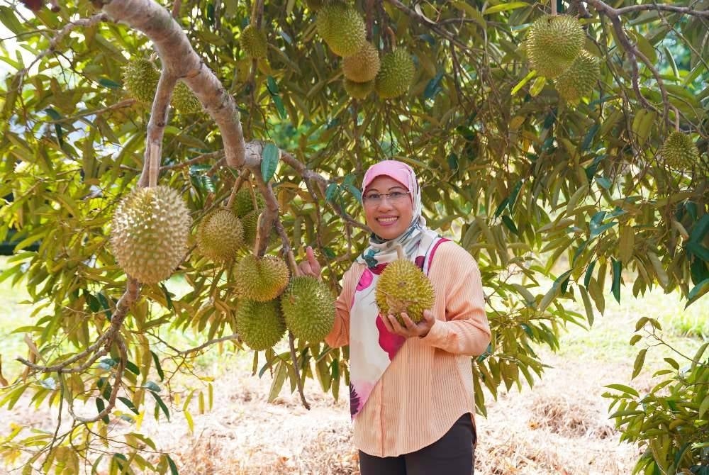 Siti Zaharah di salah satu pokok durian yang ditanam di ladang berkenaan.
