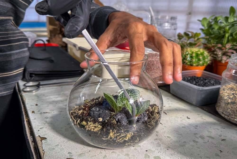 Pelajar Diploma Teknologi Akuakultur semester dua Muhammad Syukur Abdullah, 21, menyusun elemen tumbuhan dan hiasan bagi menghasilkan rekaan terrarium di Politeknik Jeli Kelantan (PJK), Jeli. Foto Bernama