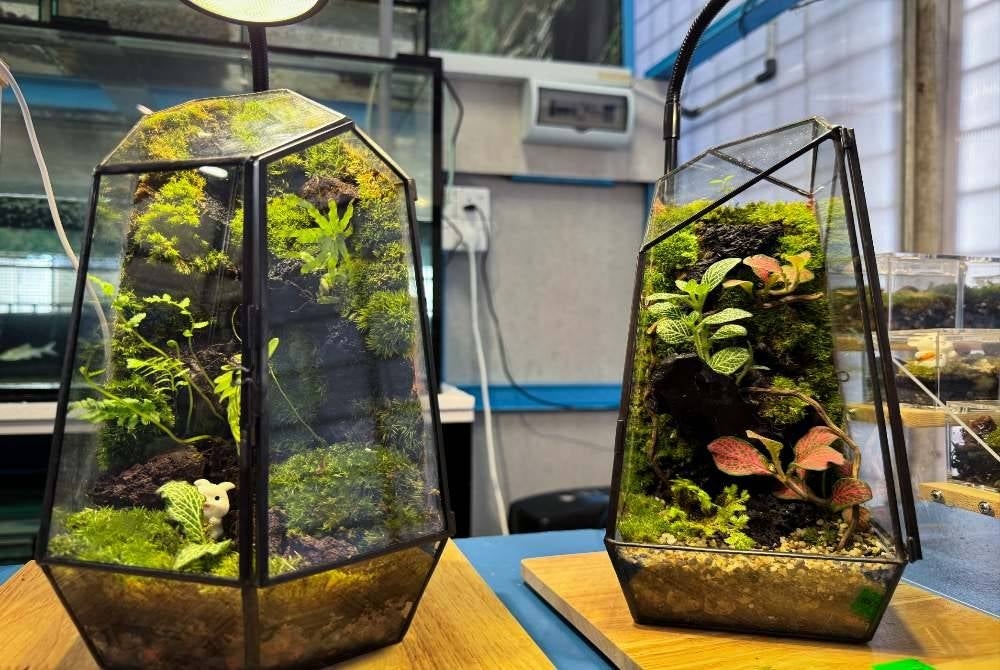 Hasil rekaan terrarium yang mengandungi elemen tumbuhan dan hiasan. Foto Bernama