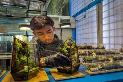 Muhammad Syukur menyusun elemen tumbuhan dan hiasan bagi menghasilkan rekaan terrarium di Politeknik Jeli Kelantan (PJK), Jeli. Foto Bernama