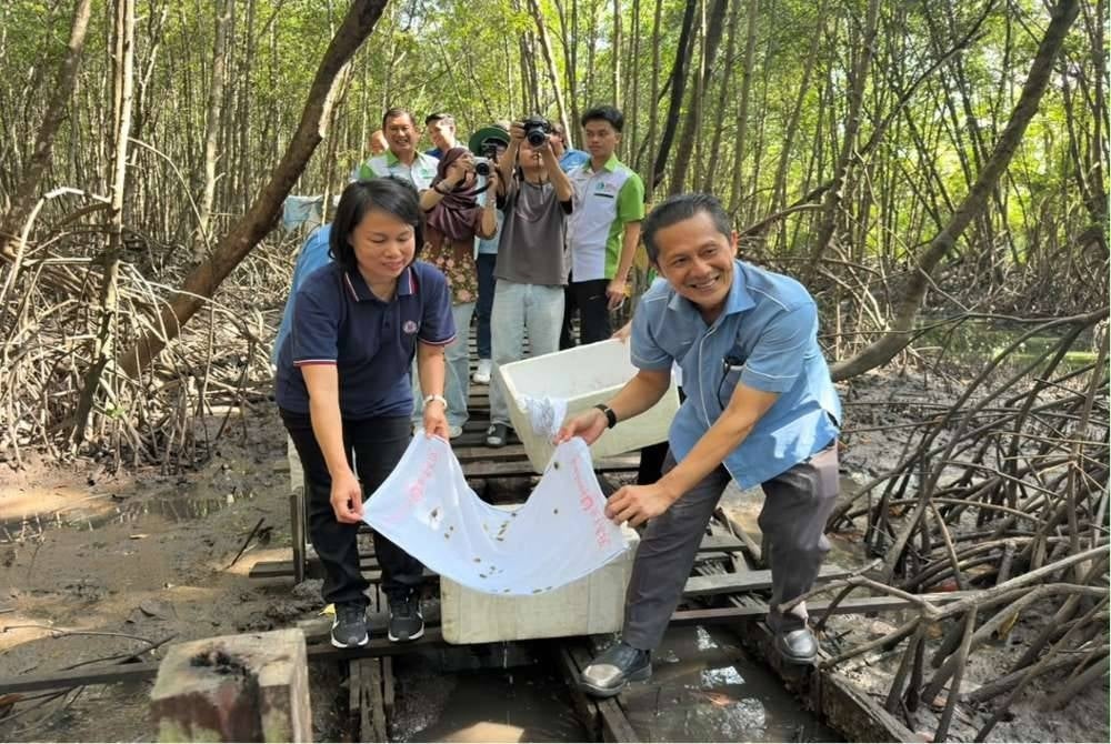 Sesi Pelepasan Benih Ketam Bakau oleh Irman Isnain dan Prof. Madya Dr. Juanita Joseph.