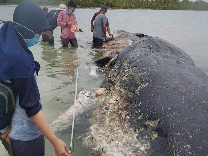 Plastik sampah seberat 5.9 kilogram ditemukan dalam perut seekor ikan paus yang terdampar di perairan Wakatobi, Sulawesi Tenggara. - Kompas